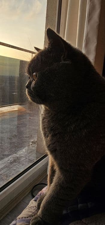 Британская кошка — 2