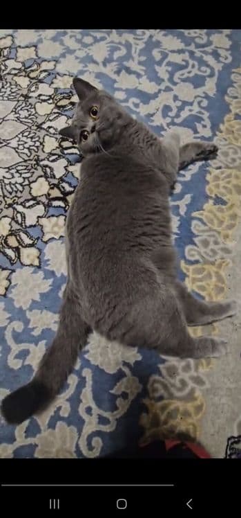 Британская кошка — 3