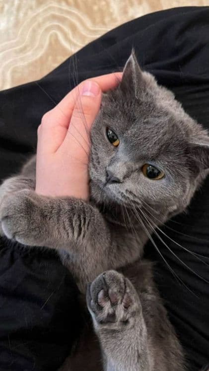 Британская кошка — 4