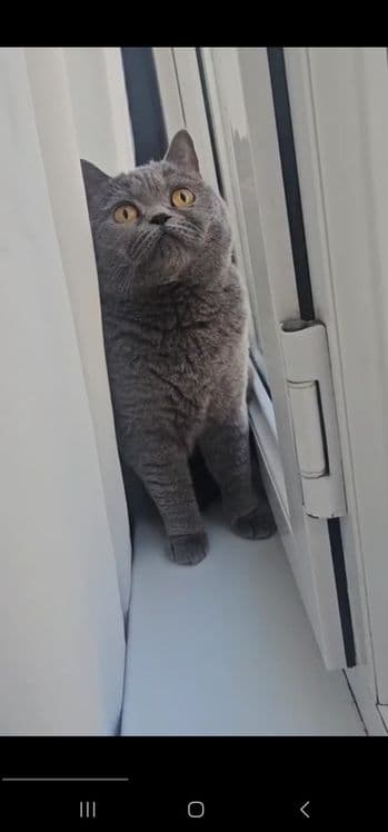Британская кошка — 5
