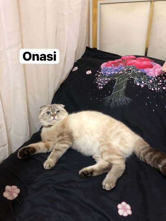 sotiladi toza qon — 2