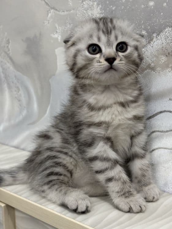 Mushuk sotiladi котёнок — 1