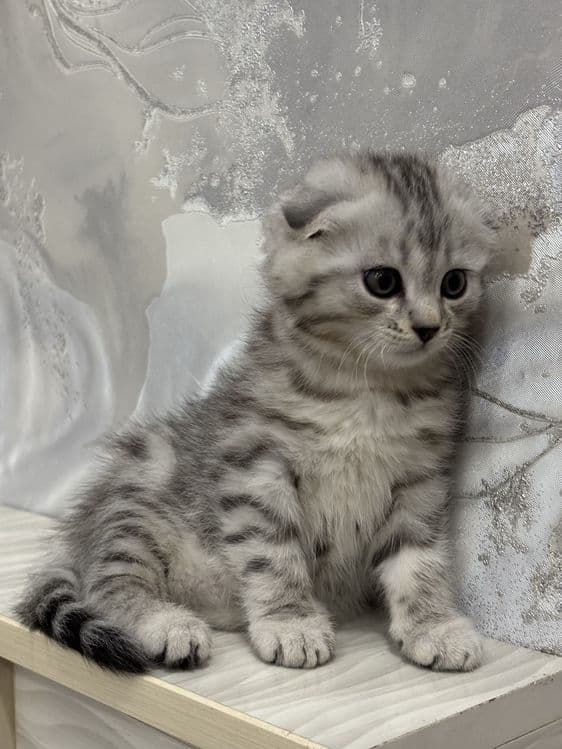 Mushuk sotiladi котёнок — 2