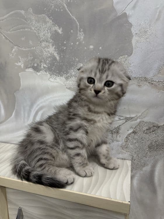 Mushuk sotiladi котёнок — 3