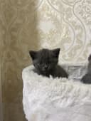 Скотиш фолд