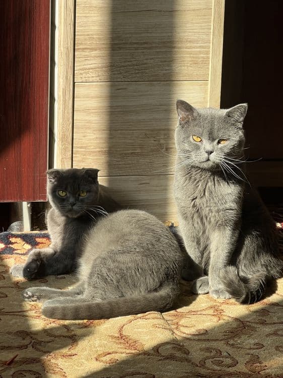 Скотиш фолд — 2