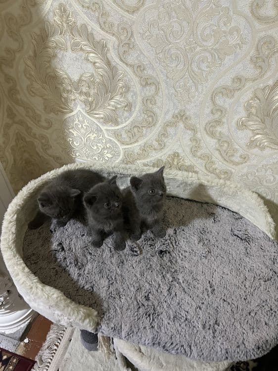 Скотиш фолд — 3