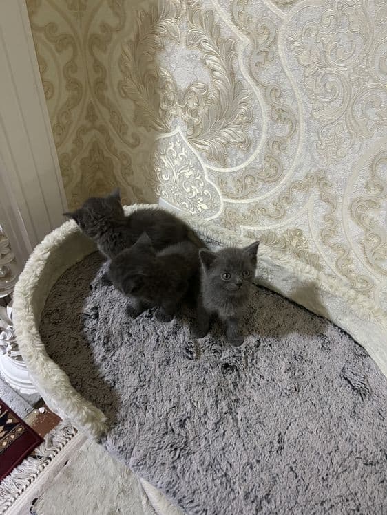Скотиш фолд — 4