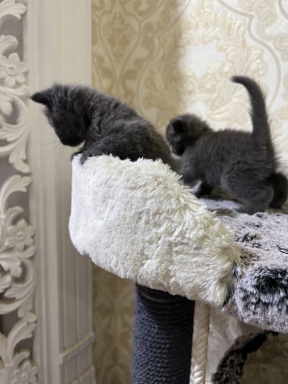 Скотиш фолд — 5