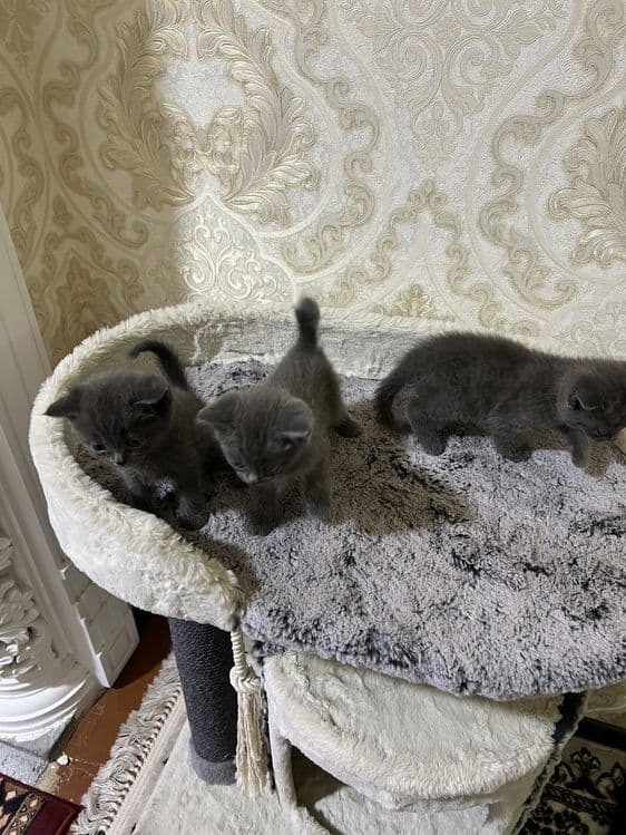 Скотиш фолд — 6