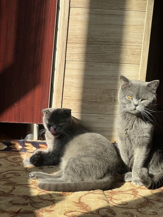 Скотиш фолд — 7