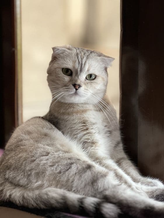 Красивая кошка шотландская вислоухая (шиншилла) — 2