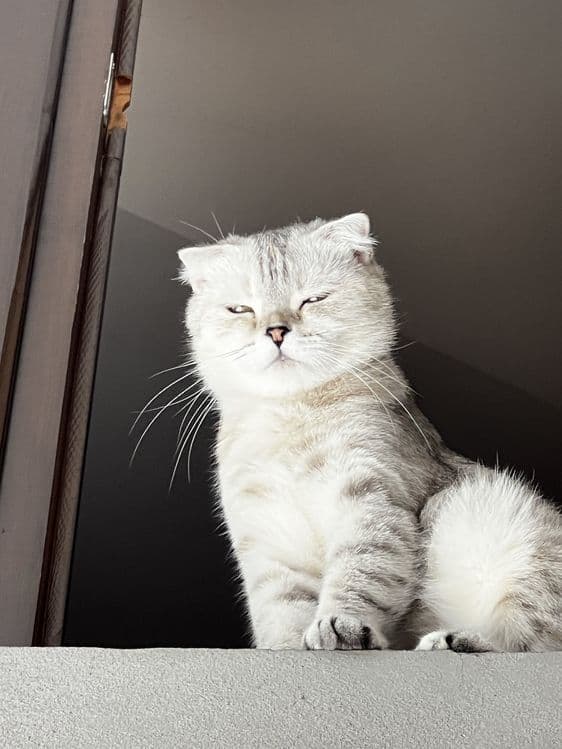Красивая кошка шотландская вислоухая (шиншилла) — 4