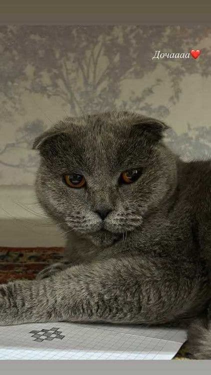 Шотландский кошки (Shotlandskiy mushuk) — 1