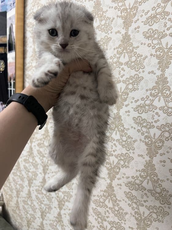 НЕ ДОРОГО продаются породистые котята — 2
