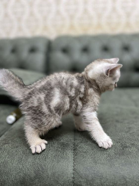 НЕ ДОРОГО продаются породистые котята — 3