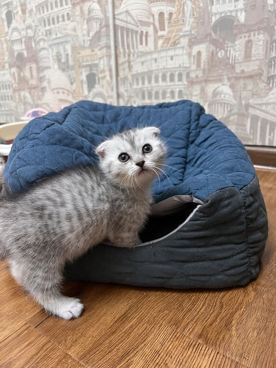 НЕ ДОРОГО продаются породистые котята — 4
