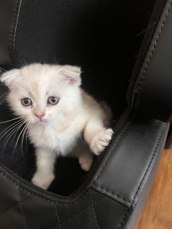 НЕ ДОРОГО продаются породистые котята — 5