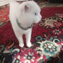 Scottish fold mushuk sotiladi qiz bola