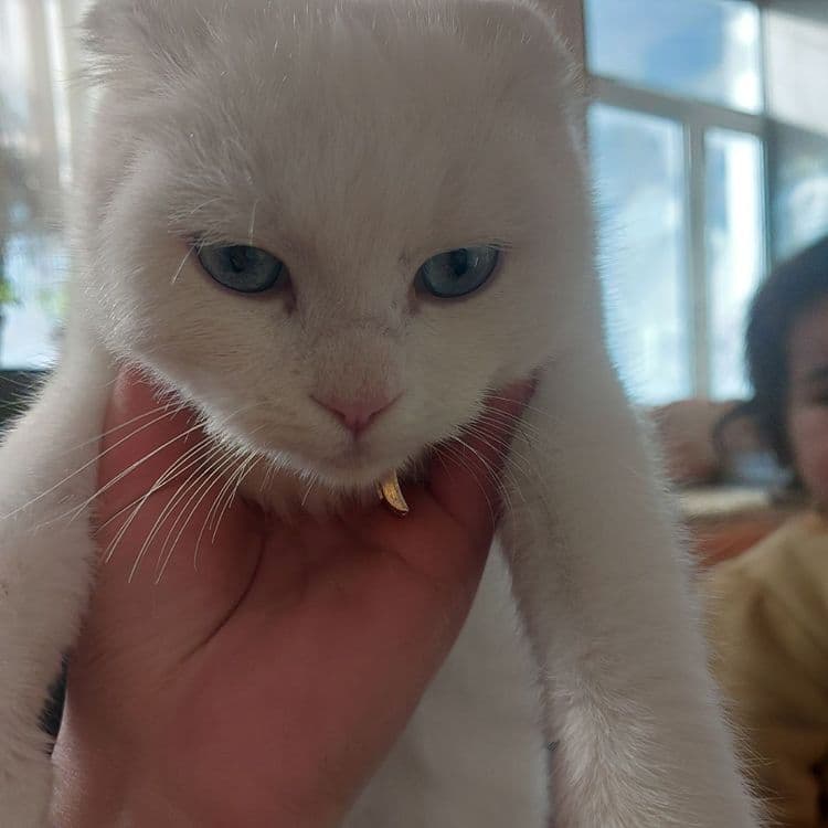 Scottish fold mushuk sotiladi qiz bola — 2