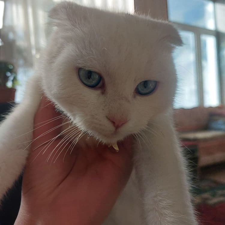Scottish fold mushuk sotiladi qiz bola — 3