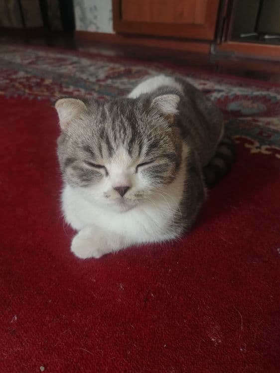 Кот : Скоттиш фолд — 2