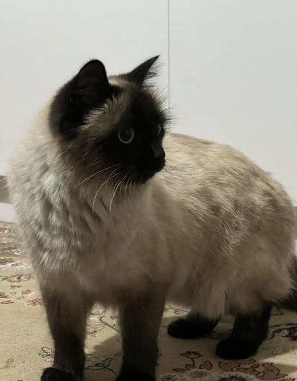 Продаётся Сиамская кошка — 2