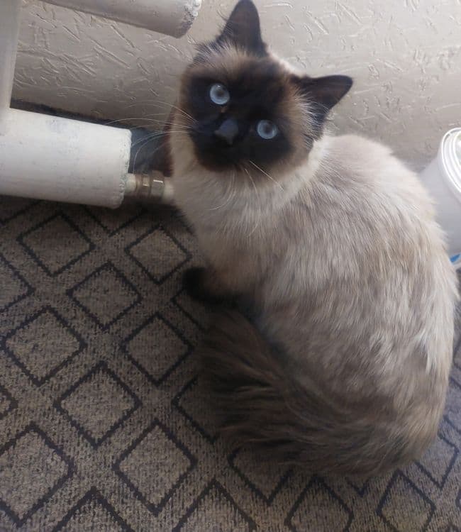 Продаётся Сиамская кошка — 3