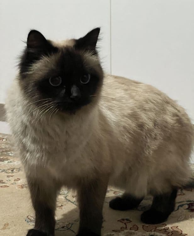 Продаётся Сиамская кошка — 4