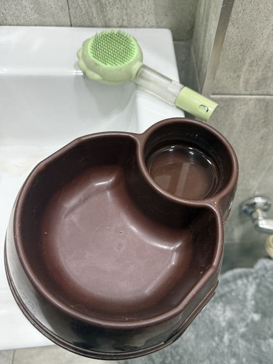 Британская короткошёрстная кошка — с домиком — 2