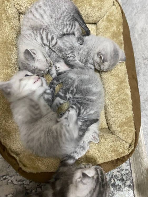 ПРОДАЮТСЯ Котята !!! — 2