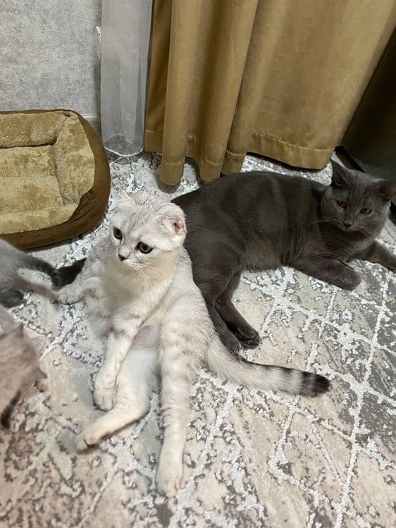 ПРОДАЮТСЯ Котята !!! — 3