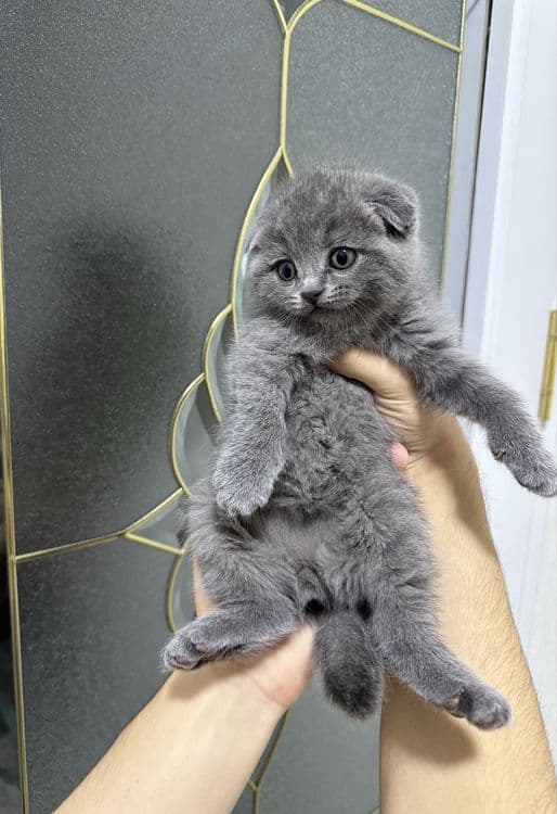 Scottish Fold Scottish Straight — 2