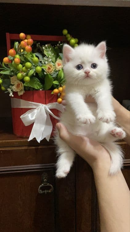 Scottish Fold Scottish Straight — 3