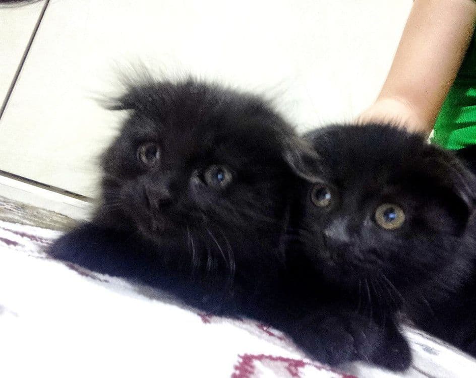 Scottish Fold uy mushuklari — 2