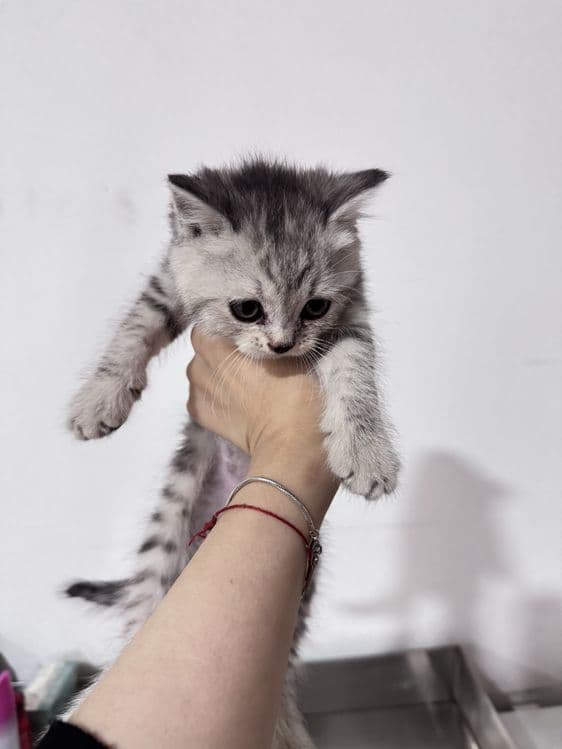 Котенок скоттиш и страйт микс — 1