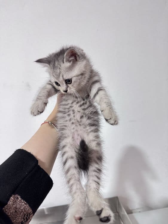 Котенок скоттиш и страйт микс — 2