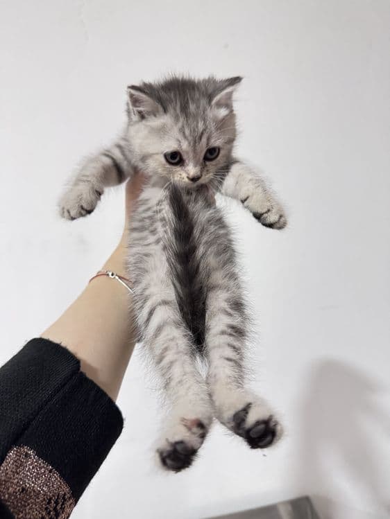 Котенок скоттиш и страйт микс — 3