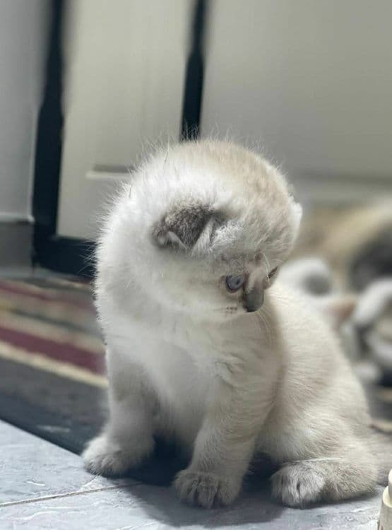 Шотландский девочка и мальчик — 3