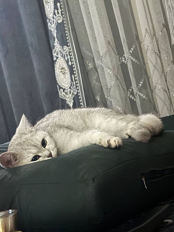 Британский шиншилла  кизбола — 2