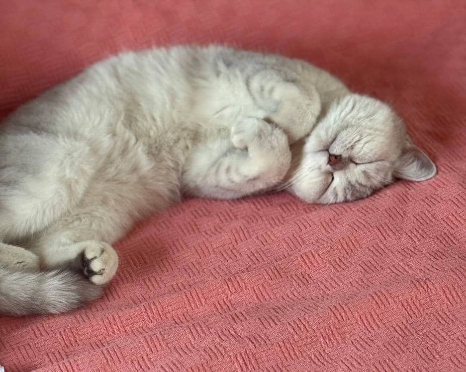 Британский шиншилла  кизбола — 3