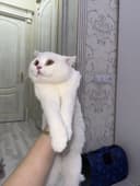 шотландский скоттиш-фолд