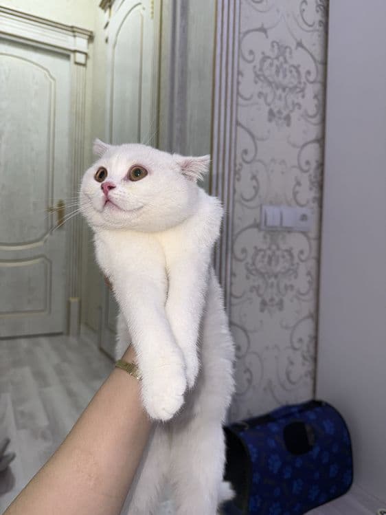шотландский скоттиш-фолд — 1