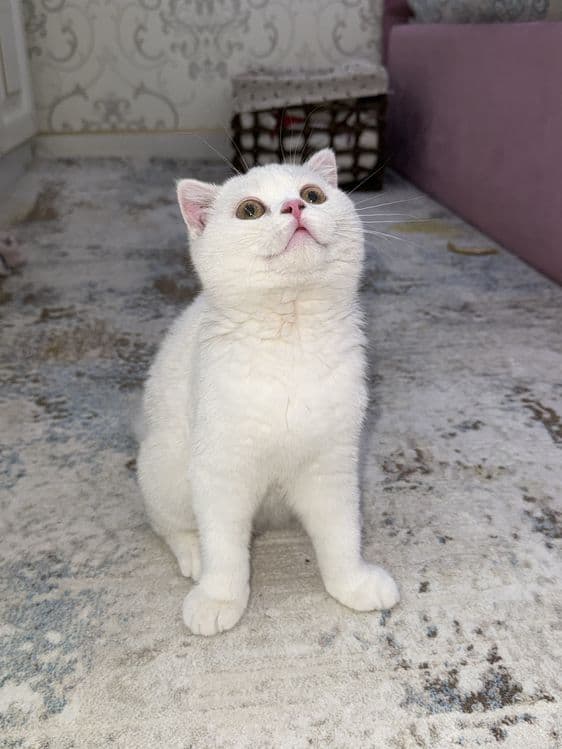 шотландский скоттиш-фолд — 2