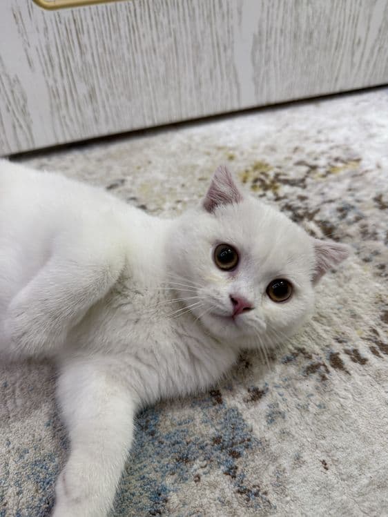 шотландский скоттиш-фолд — 3