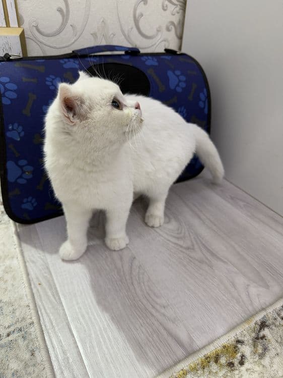 шотландский скоттиш-фолд — 5