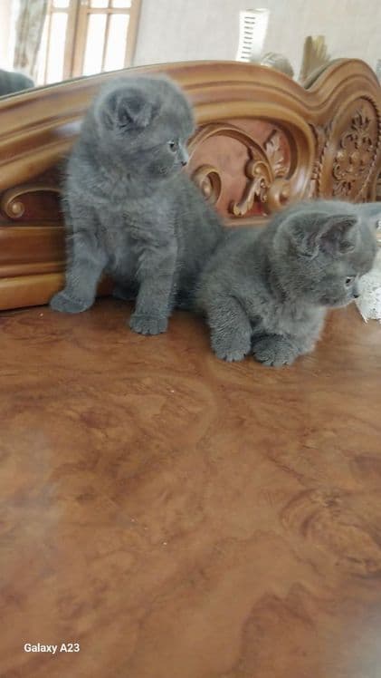 Скоттиш фолд 2.5 ойли — 2