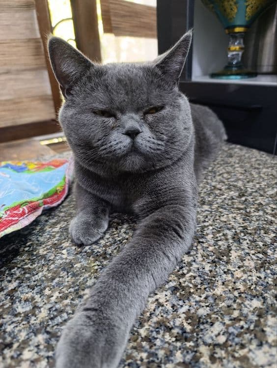 Скоттиш фолд 2.5 ойли — 3