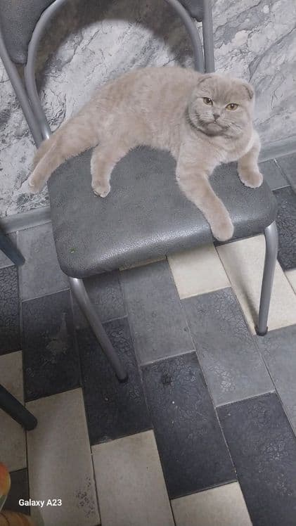 Скоттиш фолд 2.5 ойли — 4