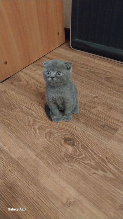 Скоттиш фолд 2.5 ойли — 5